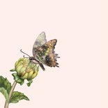 Condoleance kaart dahlia vlinder bloem 2