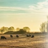 Condoleance - winters landschap schapen 2