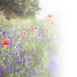 Condoleance - woorden van troost kracht bloemen 2