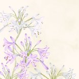 Condoleancekaart bloem agapanthus 2