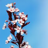 Condoleancekaart bloesem tegen blauwe lucht 2