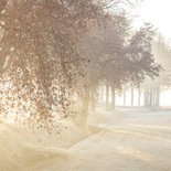 Condoleancekaart bomen in de mist 2