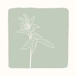 Condoleancekaart groen met lijntekening van bloem 2