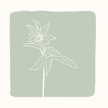 Condoleancekaart groen met lijntekening van bloem 2