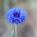 Condoleancekaart korenbloem met oprechte deelneming 2