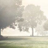 Condoleancekaart nevelig weidelandschap 2