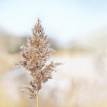 Condoleancekaart riethalm met neutrale achtergrond beige 2