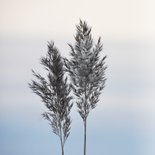 Condoleancekaart riethalmen met neutrale achtergrond 2