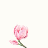 Condoleancekaart roze magnolia bloemen 2