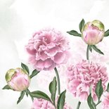 Condoleancekaart roze pioenrozen 2