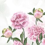 Condoleancekaart roze pioenrozen 2