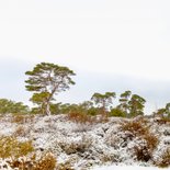 Condoleancekaart sneeuwlandschap heide 2