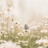 Condoleancekaart sterkte met bloemetjes en vlinder natuur 2