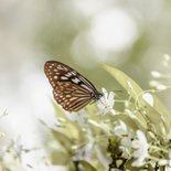 Condoleancekaart vlinder bloemen foto verlies vader  2