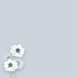 Condoleancekaart witte anemonen 2