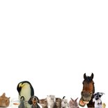 Dierenkaart met allemaal verschillende dieren 2