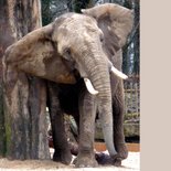 Dierenkaart - Olifant met jeuk 2