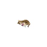 Een lieve kitten voor de liefste mama Achterkant