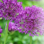 Felicitatiekaart alliums vervroegd met pensioen 2