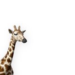 Felicitatiekaart geboorte jongen giraffe 2