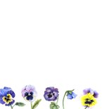 Felicitatiekaart met veel viooltjes 2