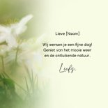 Felicitatiekaart met witte bosanemonen 3
