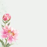 Felicitatiekaart roze pioenrozen 2