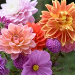 Fleurige beterschapskaart met een foto van dahlia bloemen 2