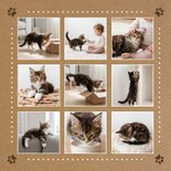  Fotokaart welkom kat kitten aankondiging 2