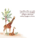 Geboorte Giraf jongetje 2