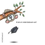 Geslaagd kaart you're koala-fied 2