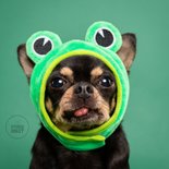 Grappige beterschapskaart van hond met kikkermuts en tong 2
