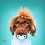 Grappige kaart puppy van hond blauwe speen en slabbetje 2