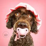Grappige kaart voor puppy van hond met roze speen en mutsje 2