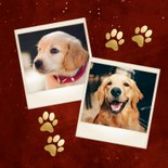 Grappige kerstkaart met grote foto verstuurd door je hond  2