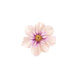 Jubileum bloemen cosmea sering aanpasbaar Achterkant