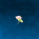 Jubileumkaart lotusbloemen Achterkant