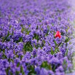 Kaart dare to be different hyacinten en tulp eigen bedrijf 2