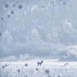 Kerstkaart hertenpaar in de natuur 2