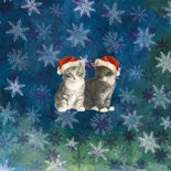 Kerstkaart kittens in blauw Achterkant