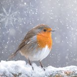 Kerstkaart met foto roodborst in de sneeuw 2