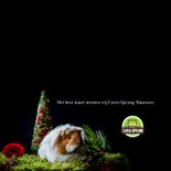 Kerstkaart met langharige cavia kerst 2