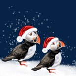 Kerstkaart met twee papegaaiduikers 2