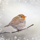 Kerstkaart met winter-roodborst 2