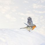 Kerstkaart roodborst op houten jaartal in sneeuw 2