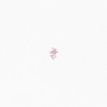 Klassiek wit gebortekaartje met vintage roze engels roosje Achterkant