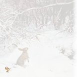 Lief kerstkonijn in winterbos onder besneeuwde takken 2