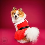 Lieve, grappige kerstkaart van hondje met kerstpakje  2