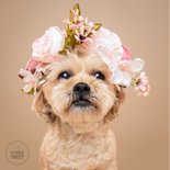 Lieve hondenkaart van klein hondje met bloemenkrans op kop 2