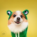 Lieve leuke beterschapskaart van hond in kikkerpakje 2